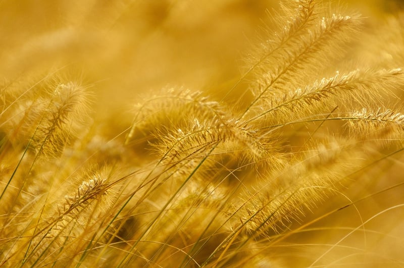 Golden treasure